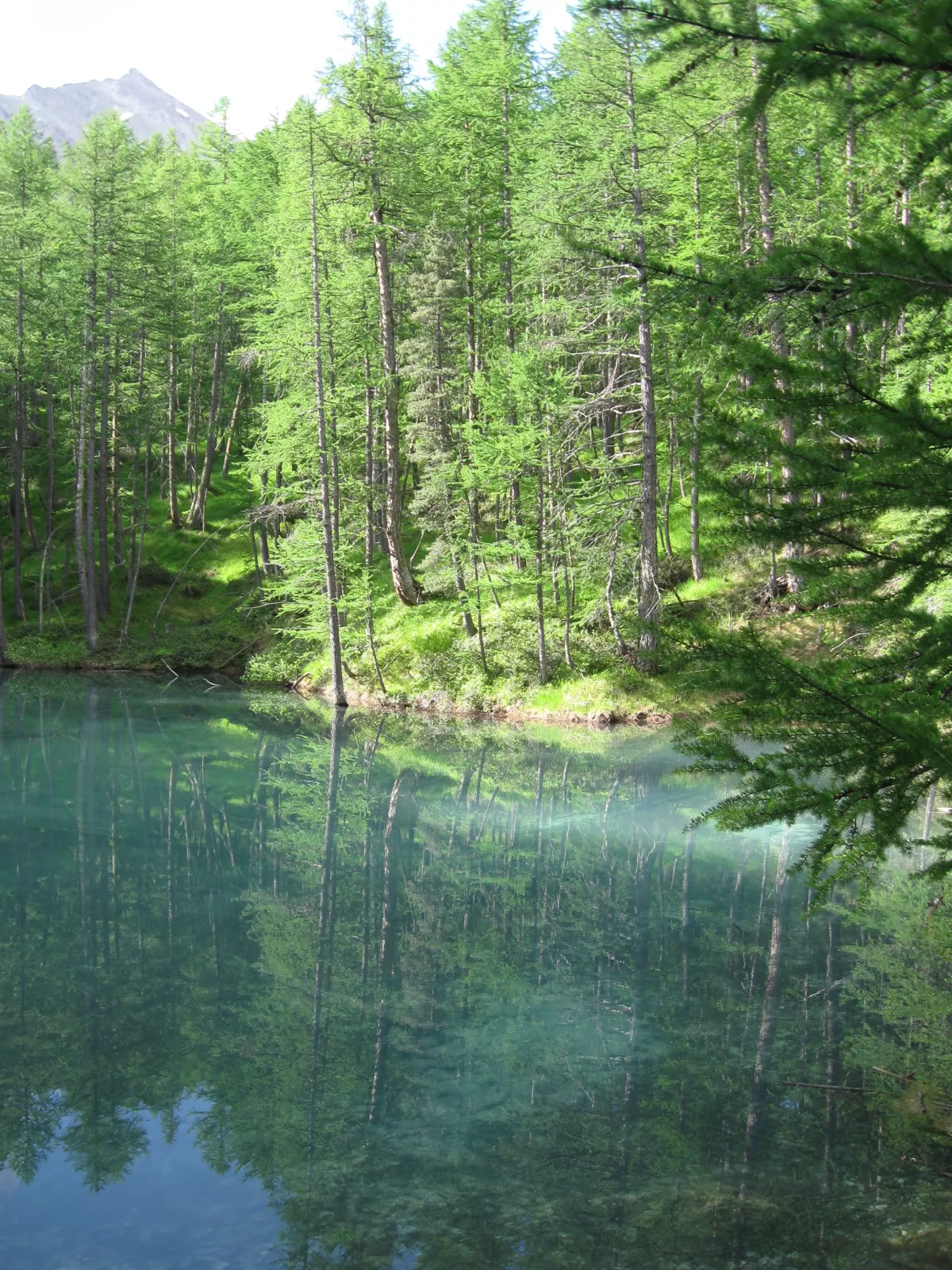 arbres et lacs de montagne